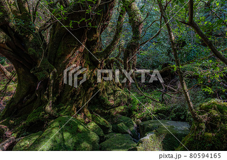 屋久島 静寂の森 屋久島 静寂の森 80594165