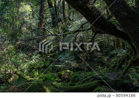屋久島 静寂の森 屋久島 静寂の森 80594166