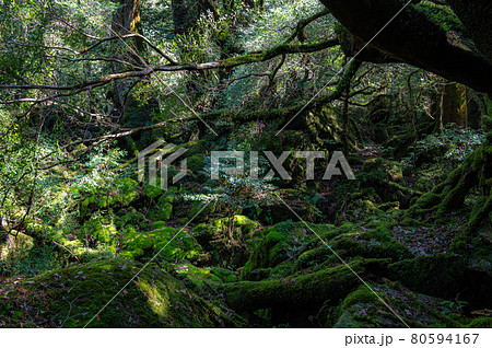 屋久島　静寂の森 80594167