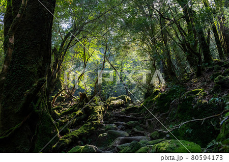 屋久島 静寂の森 屋久島 静寂の森 80594173