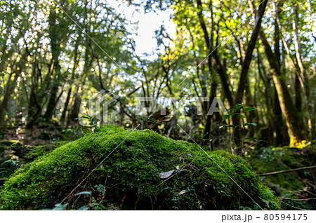 屋久島　静寂の森 80594175