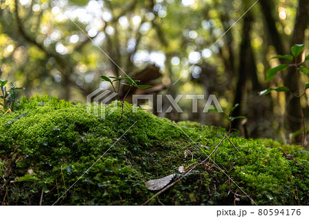 屋久島　静寂の森 80594176