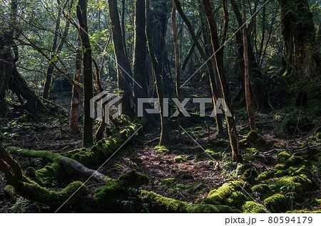 屋久島　静寂の森 80594179