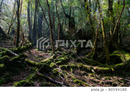 屋久島　静寂の森 80594180