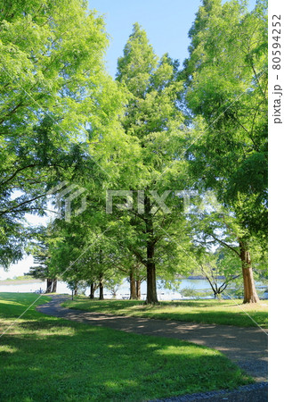 夏の公園 80594252