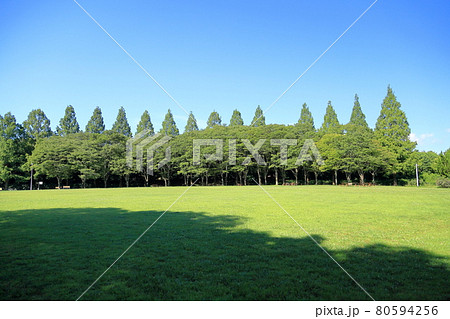 夏の公園　メタセコイア並木 80594256