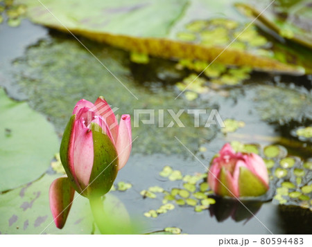 花 フラワー お花 80594483