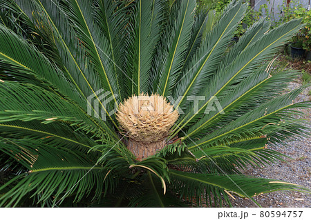 蘇鉄のはな 80594757