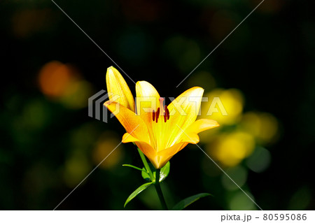 色とりどりに優雅に咲き誇る百合の花 80595086