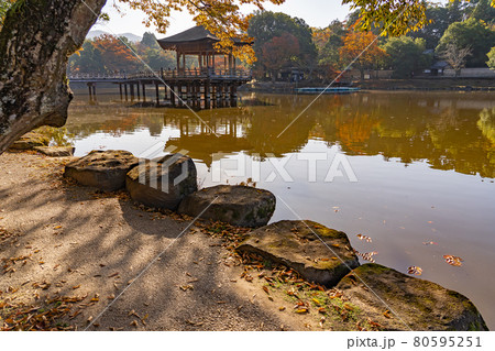 奈良県奈良市奈良公園内 紅葉の美しい鷺池に浮かぶ浮見堂 奈良県奈良市奈良公園内 紅葉の美しい鷺池に浮かぶ浮見堂 80595251