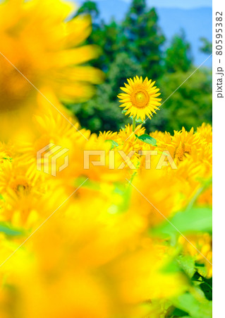 ひまわり（飯山市・菜の花公園にて） 80595382
