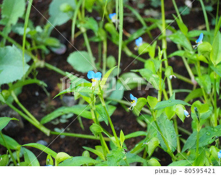 ツユクサ 80595421