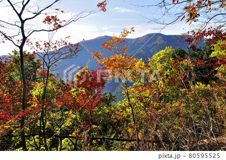 奥武蔵　大ヨケノ頭の紅葉と棒ノ嶺を望む 80595525