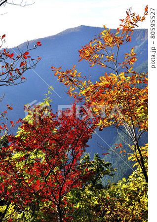 奥武蔵　大ヨケノ頭の紅葉と棒ノ嶺を望む 80595527