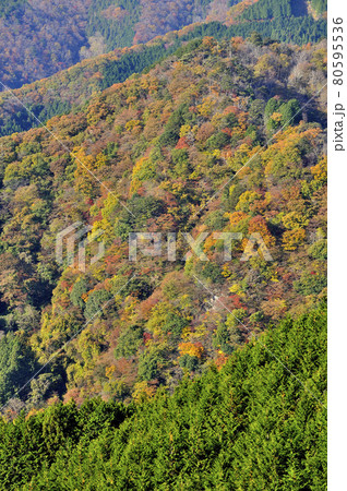 奥武蔵の大ヨケノ頭より紅葉の山肌を望む 奥武蔵の大ヨケノ頭より紅葉の山肌を望む 80595536