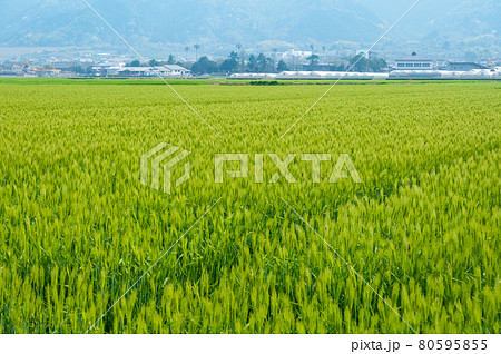 愛媛県西条市の麦畑と石鎚山(2021年4月撮影) 愛媛県西条市の麦畑と石鎚山(2021年4月撮影) 80595855