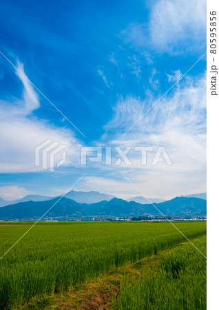 愛媛県西条市の麦畑と石鎚山(2021年4月撮影) 愛媛県西条市の麦畑と石鎚山(2021年4月撮影) 80595856