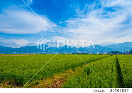 愛媛県西条市の麦畑と石鎚山（2021年4月撮影） 80595857