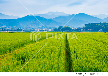愛媛県西条市の麦畑と石鎚山（2021年4月撮影） 80595858