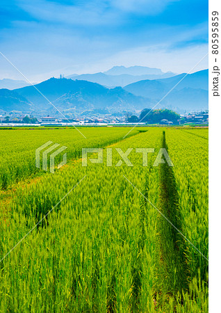 愛媛県西条市の麦畑と石鎚山（2021年4月撮影） 80595859