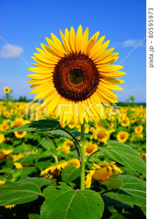 ひまわり畑 ひまわり畑 80595973