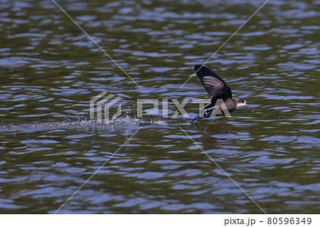 ハリオアマツバメ⑬(北海道) ハリオアマツバメ⑬(北海道) 80596349