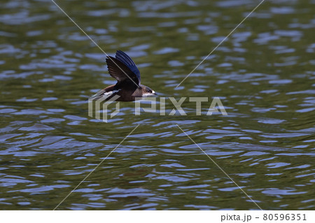 ハリオアマツバメ⑪(北海道) ハリオアマツバメ⑪(北海道) 80596351