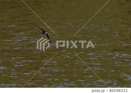 ハリオアマツバメ⑩(北海道) ハリオアマツバメ⑩(北海道) 80596352