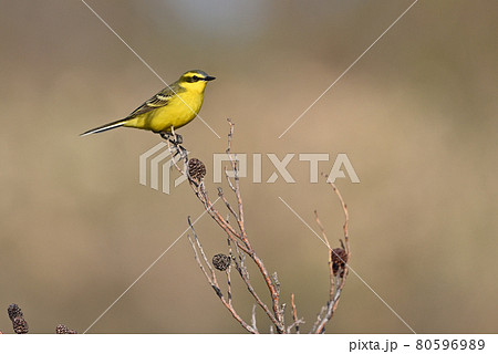 ツメナガセキレイ⑫（北海道） 80596989