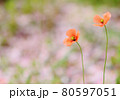 桜の木の根本にひっそりと咲く赤い花 80597051
