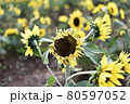 夏の終りを感じさせる枯れた向日葵 80597052