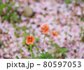 桜の木の根本にひっそりと咲く赤い花 80597053