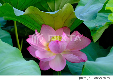 上野・不忍池の蓮の花 80597079