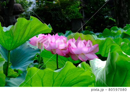 上野 不忍池の蓮の花の写真素材