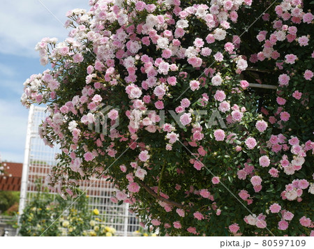 蜂ヶ峰総合公園のバラ園 蜂ヶ峰総合公園のバラ園 80597109