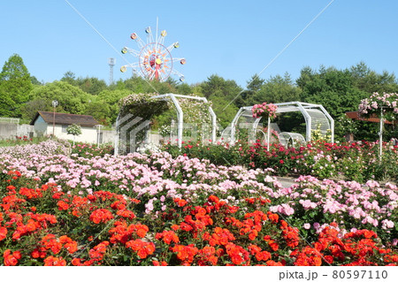 蜂ヶ峰総合公園のバラ園 80597110