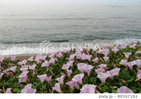 持石海岸のハマヒルガオ 80597193
