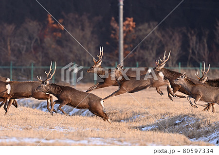 エゾシカジャンプ①（北海道） 80597334