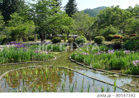 吉香公園の花菖蒲 80597392