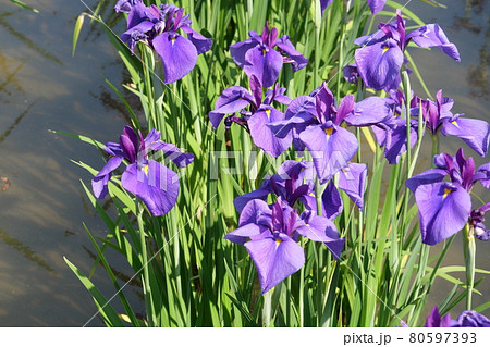 吉香公園の花菖蒲 吉香公園の花菖蒲 80597393