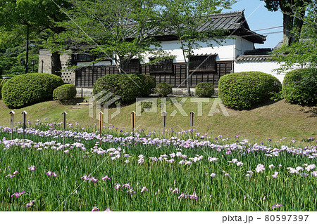 吉香公園の花菖蒲 80597397
