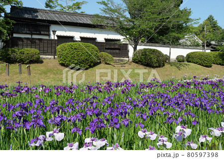 吉香公園の花菖蒲 吉香公園の花菖蒲 80597398