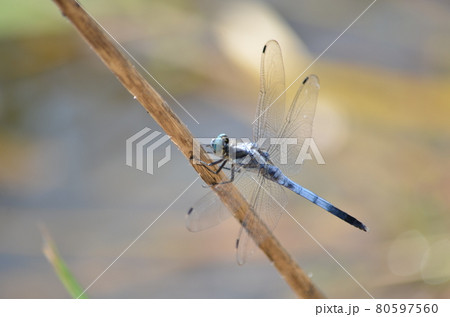 昆虫　トンボ　シオカラトンボ 80597560