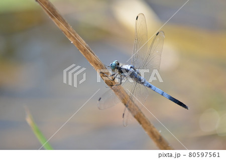 昆虫　トンボ　シオカラトンボ 80597561