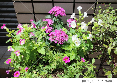 玄関回り花の寄せ植え 玄関回り花の寄せ植え 80598001