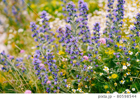 Close-up of the Echium vulgare plant against the background of a pharmacy chamomile and field herbs in a field. Close-up of the Echium vulgare plant against the background of a pharmacy chamomile and field herbs in a field. 80598544