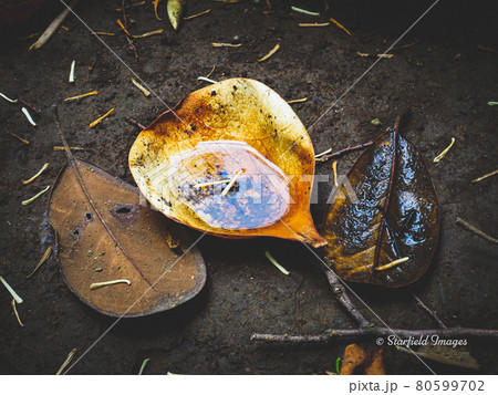 雨上がりに水を貯める花弁 80599702