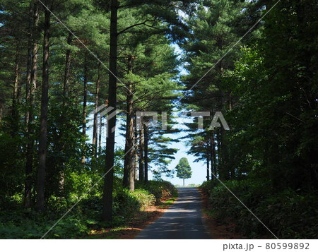北海道の絶景 富良野麓郷展望台 麓郷の森 開拓の木 80599892
