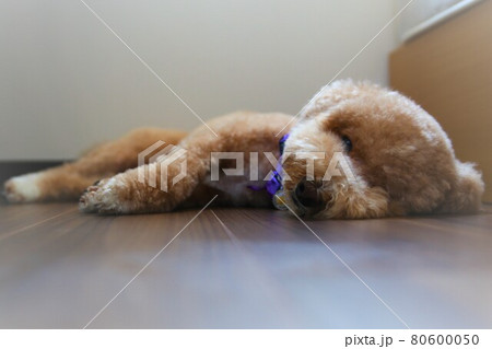 愛犬のお昼寝タイム 80600050