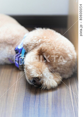 愛犬のお昼寝タイム 80600054